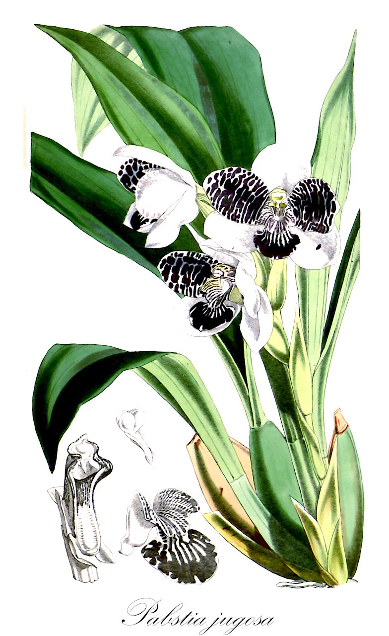 Pabstia jugosa - Orchidaceae,Plantae,Pteridobiotina,Angiosperms,Asparagales,Orchidaceae,Pabstia,Pabstia jugosa,Colax jugosus, Colax jugosus var. rufinus, Colax jugosus var. viridis, Colax puydtii, Colax viridis var. puydtii, Lycaste jugosa, Lycaste puydtii, Maxillaria jugosa, Maxillaria viridis var. pluriflora, Pabstia jugosa var. rufina, Pabstia jugosa var. viridis, Zygopetalum jugosum