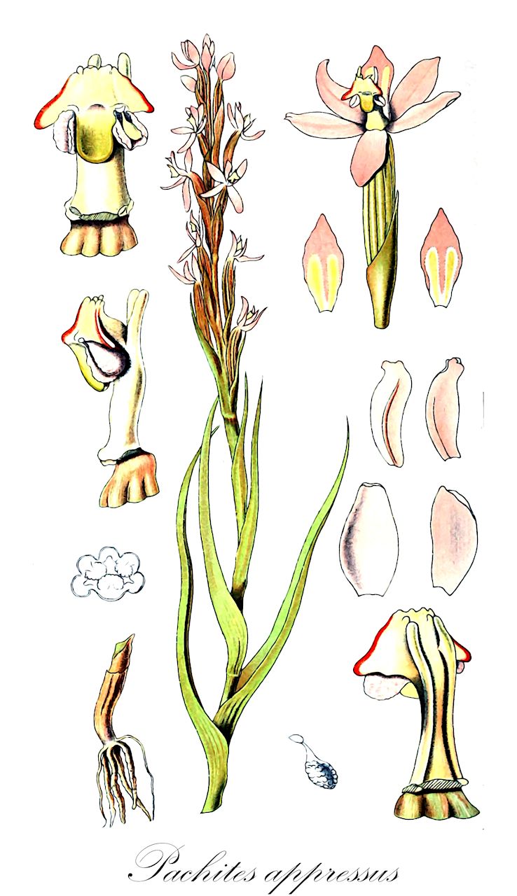 Pachites appressus - Orchidaceae,Plantae,Pteridobiotina,Angiosperms,Asparagales,Orchidaceae,Pachites,Pachites appressus