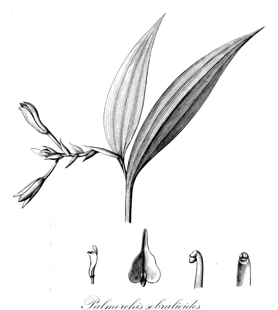 Palmorchis sobralioides - Orchidaceae,Plantae,Pteridobiotina,Angiosperms,Asparagales,Orchidaceae,Palmorchis,Palmorchis sobralioides,Neobartlettia sobralioides, Sobralia rodriguesii