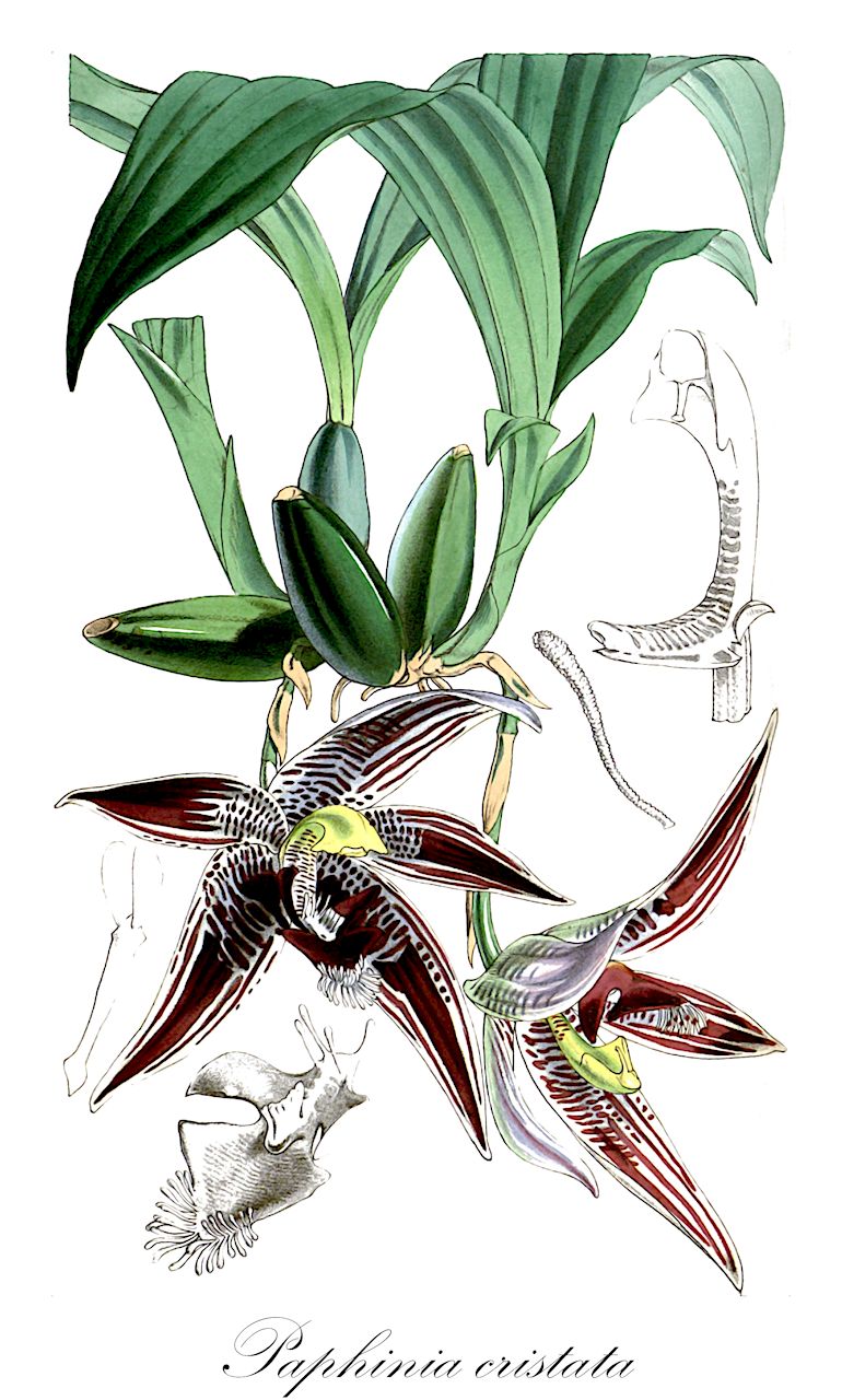 Paphinia cristata - Orchidaceae,Plantae,Pteridobiotina,Angiosperms,Asparagales,Orchidaceae,Paphinia,Paphinia cristata,Lycaste cristata, Lycaste cristata var. modiglianiana, Lycaste cristata var. randii, Lycaste randii, Maxillaria cristata, Paphinia clausula, Paphinia cristata f. modiglianiana, Paphinia cristata var. modiglianiana, Paphinia randii