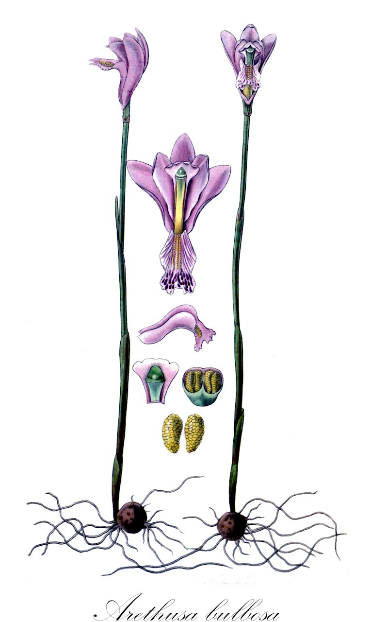Arethusa bulbosa - Orchidaceae,Plantae,Pteridobiotina,Angiosperms,Asparagales,Orchidaceae,Arethusa,Arethusa bulbosa,Arethusa bulbosa f. albiflora, Arethusa bulbosa f. bulbosa, Arethusa bulbosa f. subcaerulea