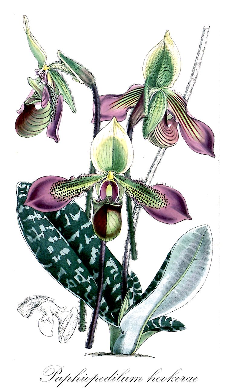 Paphiopedilum hookerae - Orchidaceae,Plantae,Pteridobiotina,Angiosperms,Asparagales,Orchidaceae,Paphiopedilum,Paphiopedilum hookerae,Cordula hookerae, Cypripedium hookerae