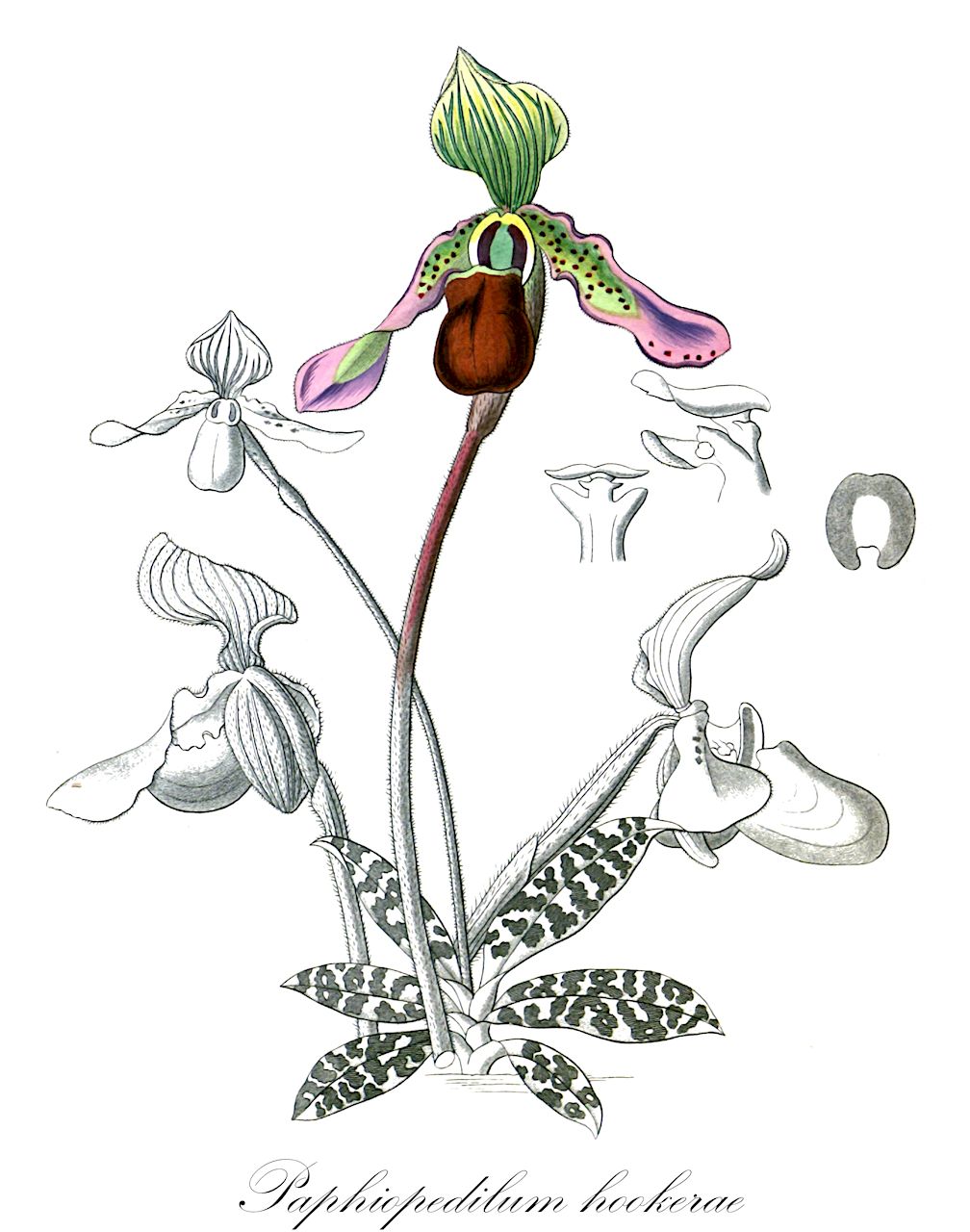 Paphiopedilum hookerae - Orchidaceae,Plantae,Pteridobiotina,Angiosperms,Asparagales,Orchidaceae,Paphiopedilum,Paphiopedilum hookerae,Cordula hookerae, Cypripedium hookerae