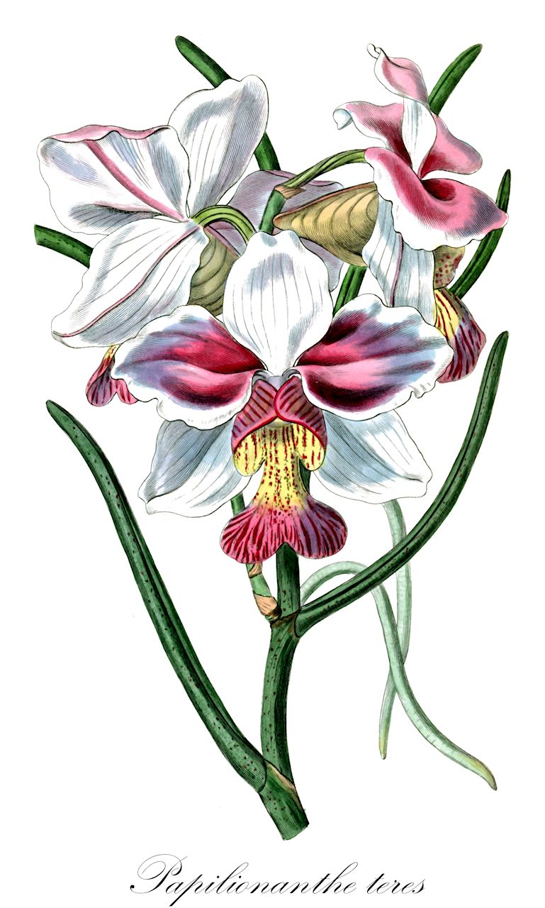 Papilionanthe teres - Orchidaceae,Plantae,Pteridobiotina,Angiosperms,Asparagales,Orchidaceae,Papilionanthe,Papilionanthe teres,Dendrobium teres, Papilionanthe teres f. candida, Vanda teres, Vanda teres var. candida, Vanda teres var. canida
