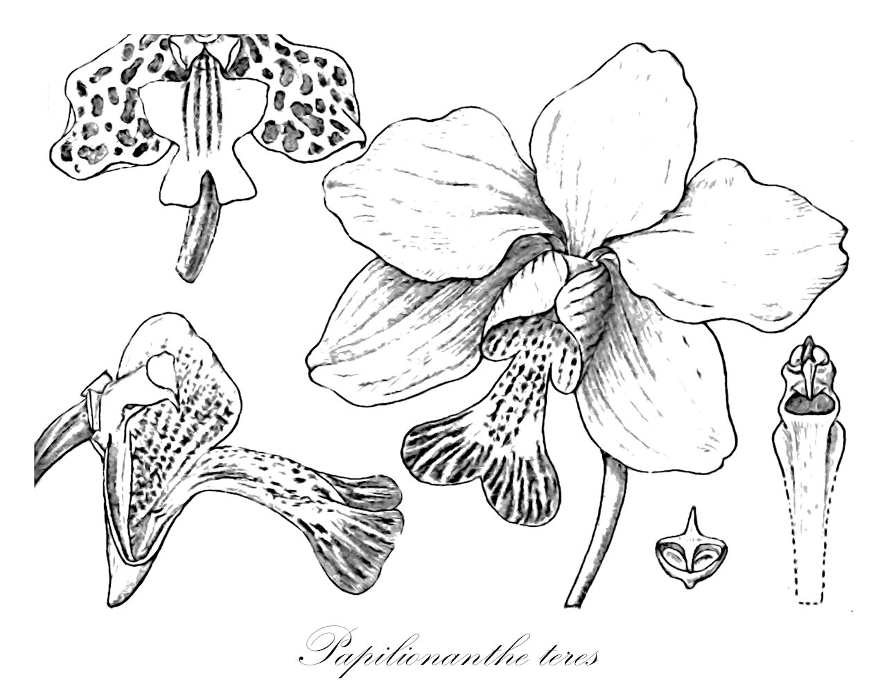 Papilionanthe teres - Orchidaceae,Plantae,Pteridobiotina,Angiosperms,Asparagales,Orchidaceae,Papilionanthe,Papilionanthe teres,Dendrobium teres, Papilionanthe teres f. candida, Vanda teres, Vanda teres var. candida, Vanda teres var. canida