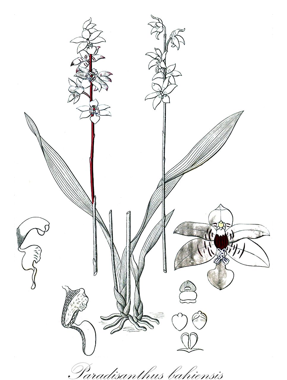 Paradisanthus bahiensis - Orchidaceae,Plantae,Pteridobiotina,Angiosperms,Asparagales,Orchidaceae,Paradisanthus,Paradisanthus bahiensis,Koellensteinia espiritosantensis, Paradisanthus bahiensis subsp. micranthus, Paradisanthus micranthus, Paradisanthus mosenii, Paradisanthus mosenii var. paulensis, Paradisanthus neglectus, Paradisanthus paranaensis, Paradisanthus paulensis, Warrea bahiensis, Zygopetalum micranthum
