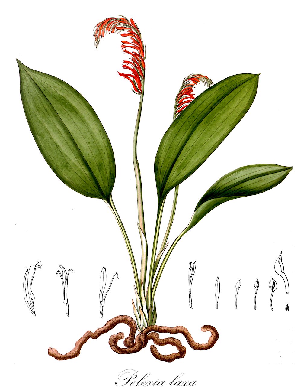 Pelexia laxa - Orchidaceae,Plantae,Pteridobiotina,Angiosperms,Asparagales,Orchidaceae,Pelexia,Pelexia laxa,Gyrostachys longipetiolata, Pelexia curvicalcarata, Pelexia lindmaniana, Pelexia longipetiolata, Pelexia weirii, Spiranthes curvicalcarata, Spiranthes laxa, Spiranthes longipetiolata, Spiranthes weirii, Stenorrhynchos laxum, Stenorrhynchos lindmanianum, Stenorrhynchos weirii