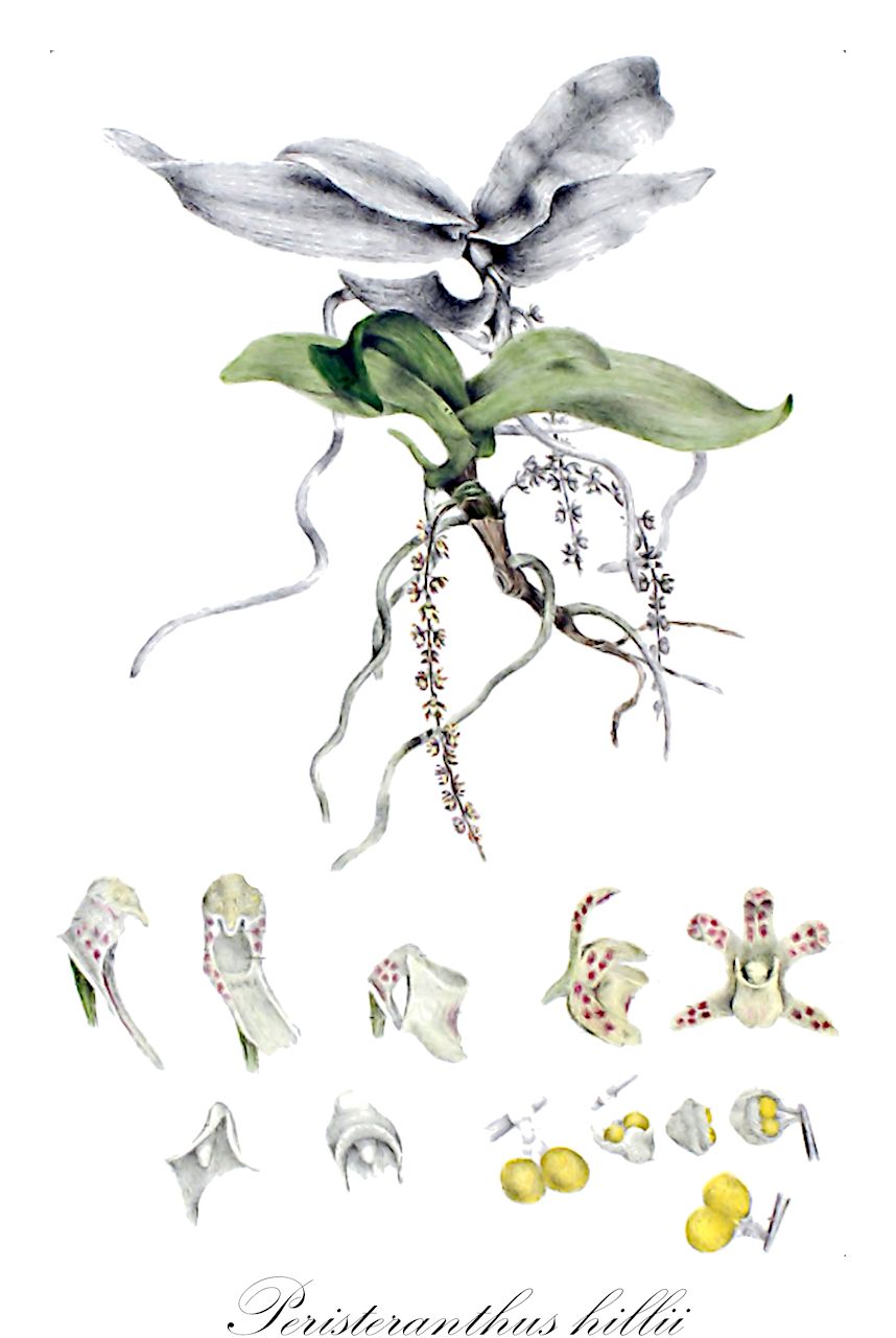 Peristeranthus hillii - Orchidaceae,Plantae,Pteridobiotina,Angiosperms,Asparagales,Orchidaceae,Peristeranthus,Peristeranthus hillii,Ornithochilus hillii, Saccolabium hillii