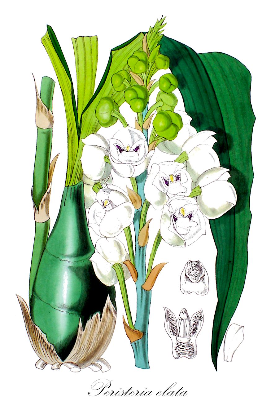 Peristeria elata - Orchidaceae,Plantae,Pteridobiotina,Angiosperms,Asparagales,Orchidaceae,Peristeria,Peristeria elata,Taubenorchis;Heiliggeist-Orchidee