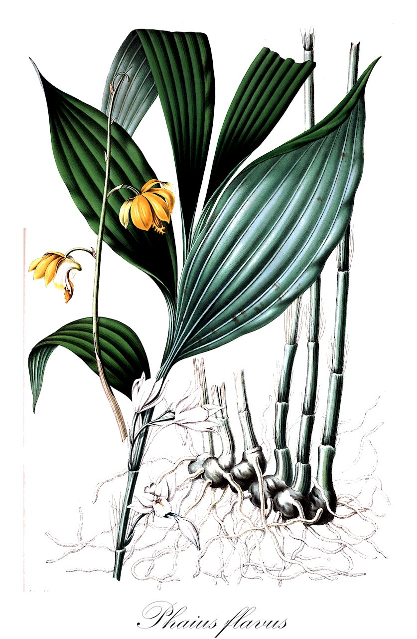 Phaius flavus - Orchidaceae,Plantae,Pteridobiotina,Angiosperms,Asparagales,Orchidaceae,Phaius,Phaius flavus,Bletia flava, Bletia woodfordii, Calanthe woodfordii, Hecabe lutea, Limodorum crispum, Limodorum flavum, Paraphaius flavus, Phaius bracteosus, Phaius celebicus, Phaius crispus, Phaius flavus f. punctatus, Phaius flavus var. papuanus, Phaius flexuosus, Phaius linearifolius, Phaius maculatus, Phaius minor, Phaius minor f. punctatus, Phaius platychilus, Phaius somai, Phaius undulatomarginatus, Phaius woodfordii