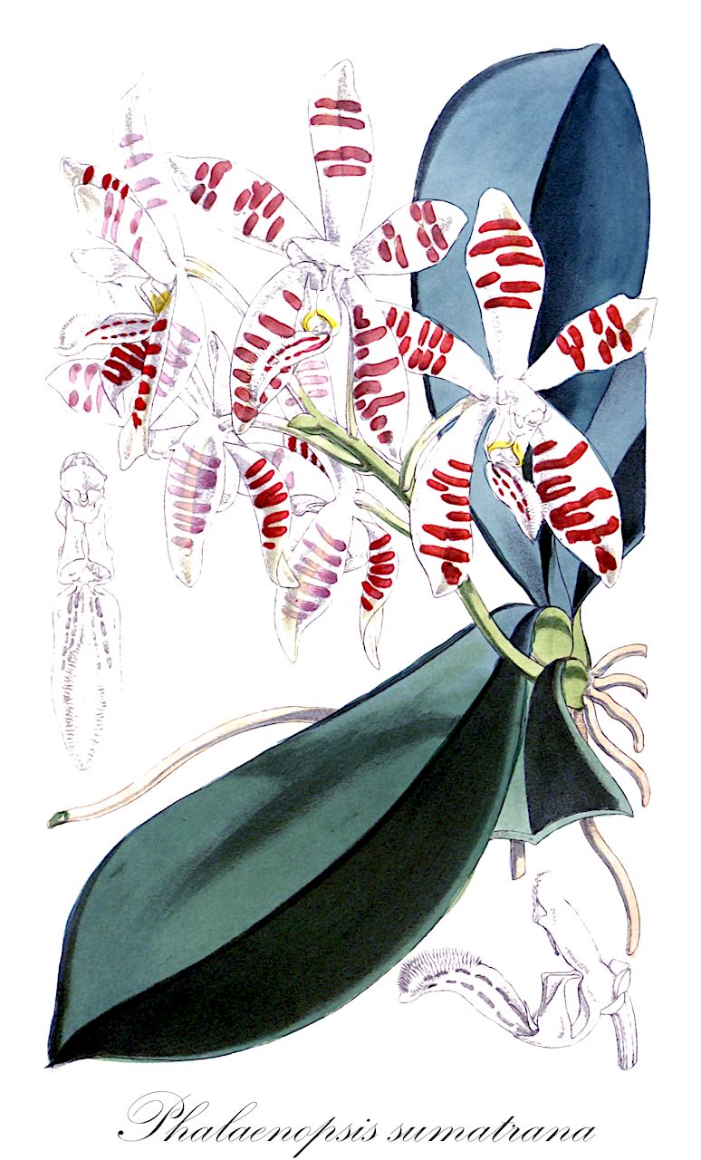 Phalaenopsis sumatrana - Orchidaceae,Plantae,Pteridobiotina,Angiosperms,Asparagales,Orchidaceae,Phalaenopsis,Phalaenopsis sumatrana,Phalaenopsis acutifolia, Phalaenopsis corningiana var. flava, Phalaenopsis paucivittata, Phalaenopsis sumatrana f. paucivittata, Phalaenopsis sumatrana subvar. paucivittata, Phalaenopsis sumatrana var. paucivittata, Phalaenopsis zebrina, Phalaenopsis zebrina, Polychilos sumatrana