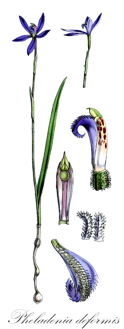 Pheladenia deformis - Orchidaceae,Plantae,Pteridobiotina,Angiosperms,Asparagales,Orchidaceae,Pheladenia,Pheladenia deformis,Caladenia barbata, Caladenia deformis, Caladenia deformis var. alba, Caladenia deformis var. albiflora, Caladenia unguiculata, Cyanicula deformis, Pentisea deformis