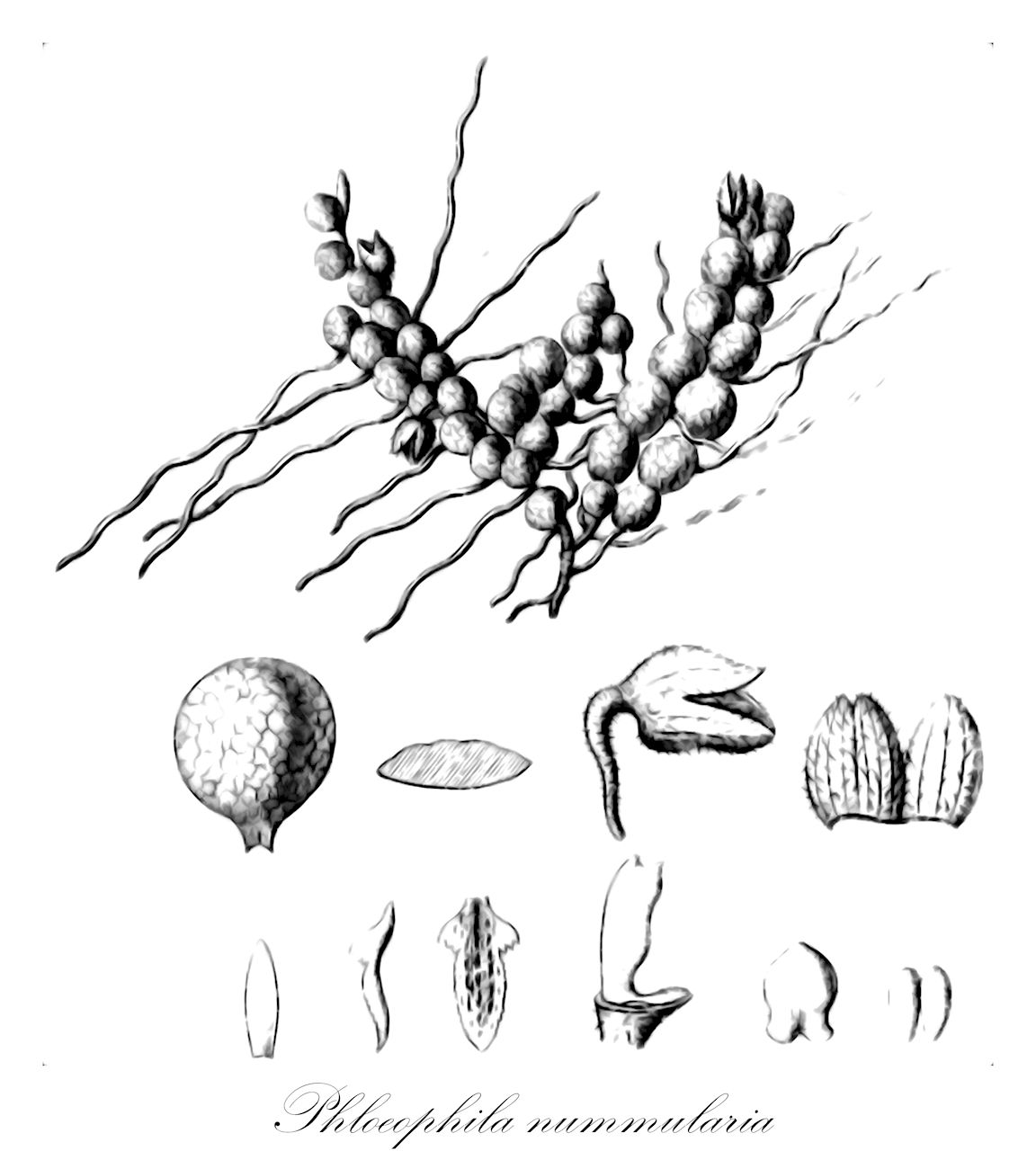 Phloeophila nummularia - Orchidaceae,Plantae,Pteridobiotina,Angiosperms,Asparagales,Orchidaceae,Phloeophila,Phloeophila nummularia,Pabstiella nummularia, Phloeophila echinantha, Phloeophila echinantha, Phloeophila paulensis, Physosiphon echinanthus, Pleurothallis echinantha, Pleurothallis nummularia, Pleurothallis paulensis, Pleurothallis scalaris, Specklinia nummularia