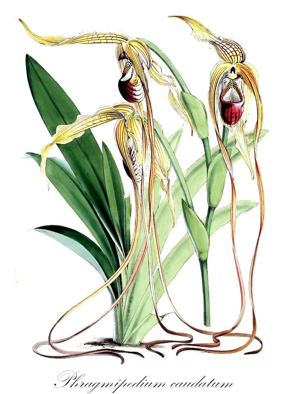 Phragmipedium caudatum - Orchidaceae,Plantae,Pteridobiotina,Angiosperms,Asparagales,Orchidaceae,Phragmipedium,Phragmipedium caudatum,Cypripedium caudatum, Paphiopedilum caudatum, Phragmopedilum caudatum, Selenipedium caudatum
