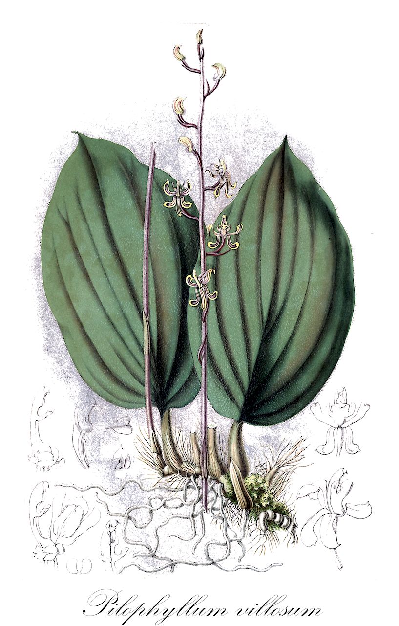 Pilophyllum villosum - Orchidaceae,Plantae,Pteridobiotina,Angiosperms,Asparagales,Orchidaceae,Pilophyllum,Pilophyllum villosum,Chrysoglossum villosum