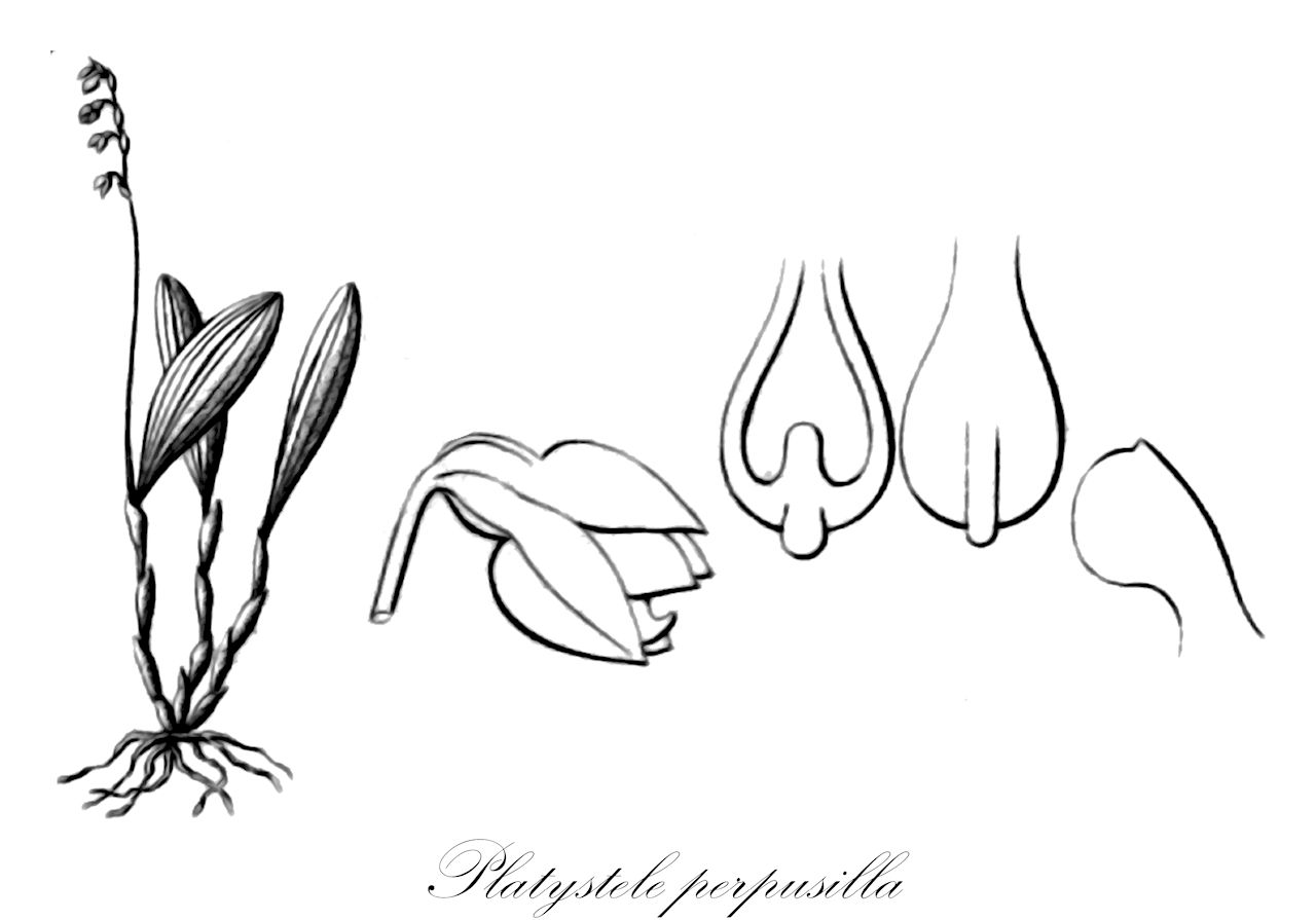 Platystele perpusilla - Orchidaceae,Plantae,Pteridobiotina,Angiosperms,Asparagales,Orchidaceae,Platystele,Platystele perpusilla,Humboltia perpusilla, Pleurothallis perpusilla