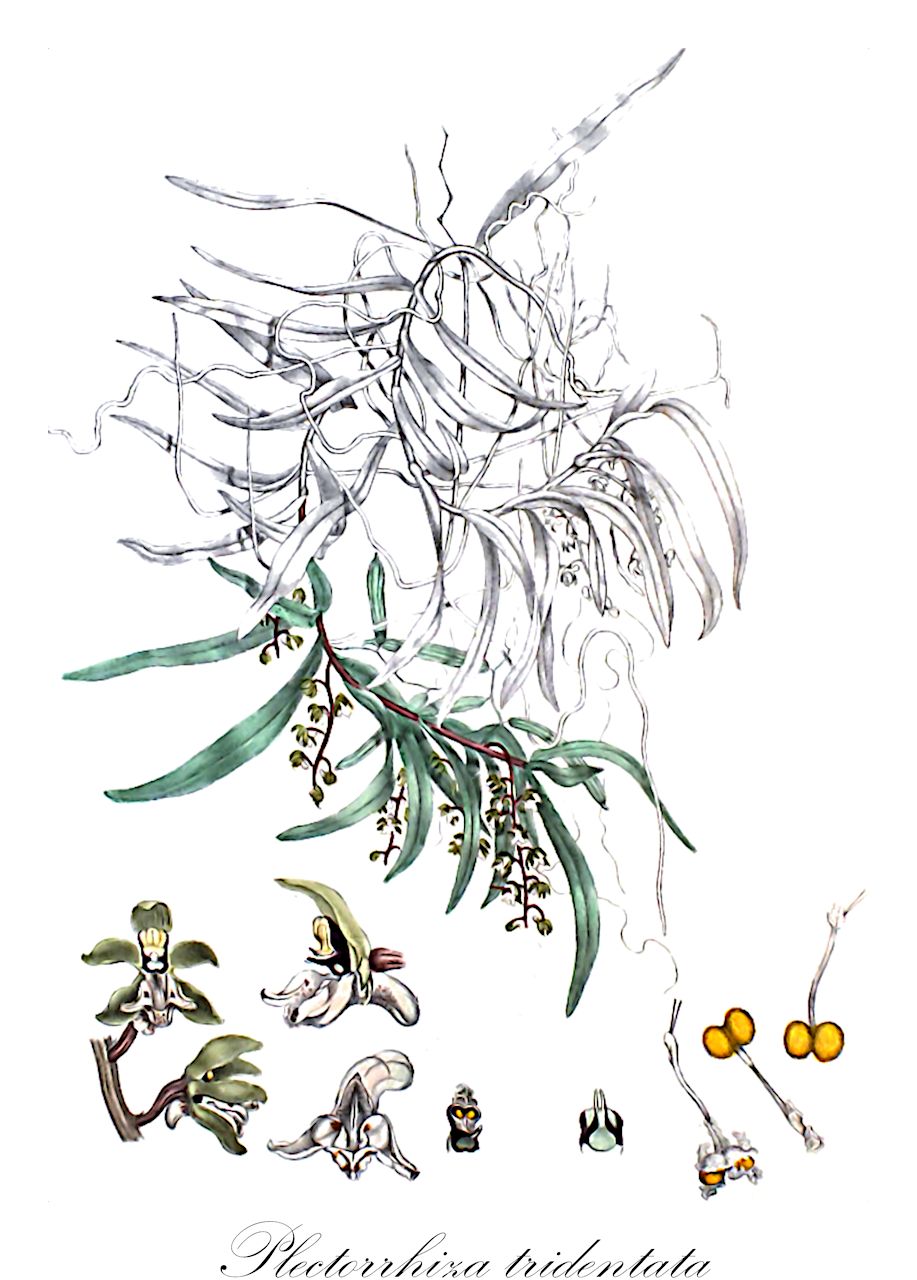 Plectorrhiza tridentata - Orchidaceae,Plantae,Pteridobiotina,Angiosperms,Asparagales,Orchidaceae,Plectorrhiza,Plectorrhiza tridentata,Cleisostoma cornutum, Cleisostoma tridentatum, Saccolabium calcaratum, Sarcanthus tridentatus, Sarcochilus calcaratus, Sarcochilus tridentatus, Thrixspermum tridentatum, Thrixspermum tridentatum