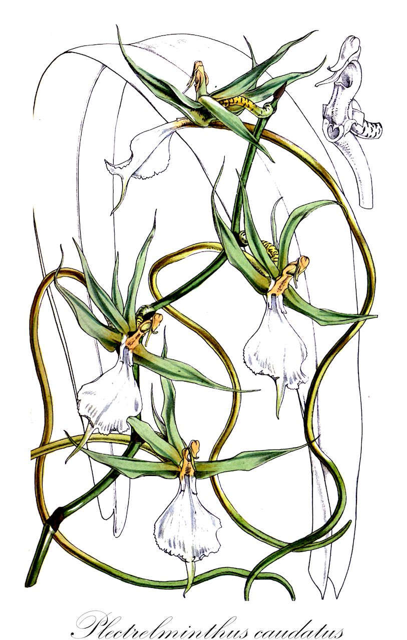 Plectrelminthus caudatus - Orchidaceae,Plantae,Pteridobiotina,Angiosperms,Asparagales,Orchidaceae,Plectrelminthus,Plectrelminthus caudatus,Angorchis caudata, Angraecum caudatum, Leptocentrum caudatum, Listrostachys caudata, Listrostachys caudata