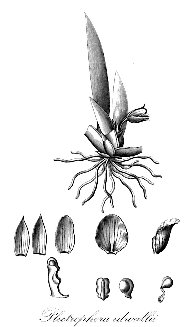Plectrophora edwallii - Orchidaceae,Plantae,Pteridobiotina,Angiosperms,Asparagales,Orchidaceae,Plectrophora,Plectrophora edwallii