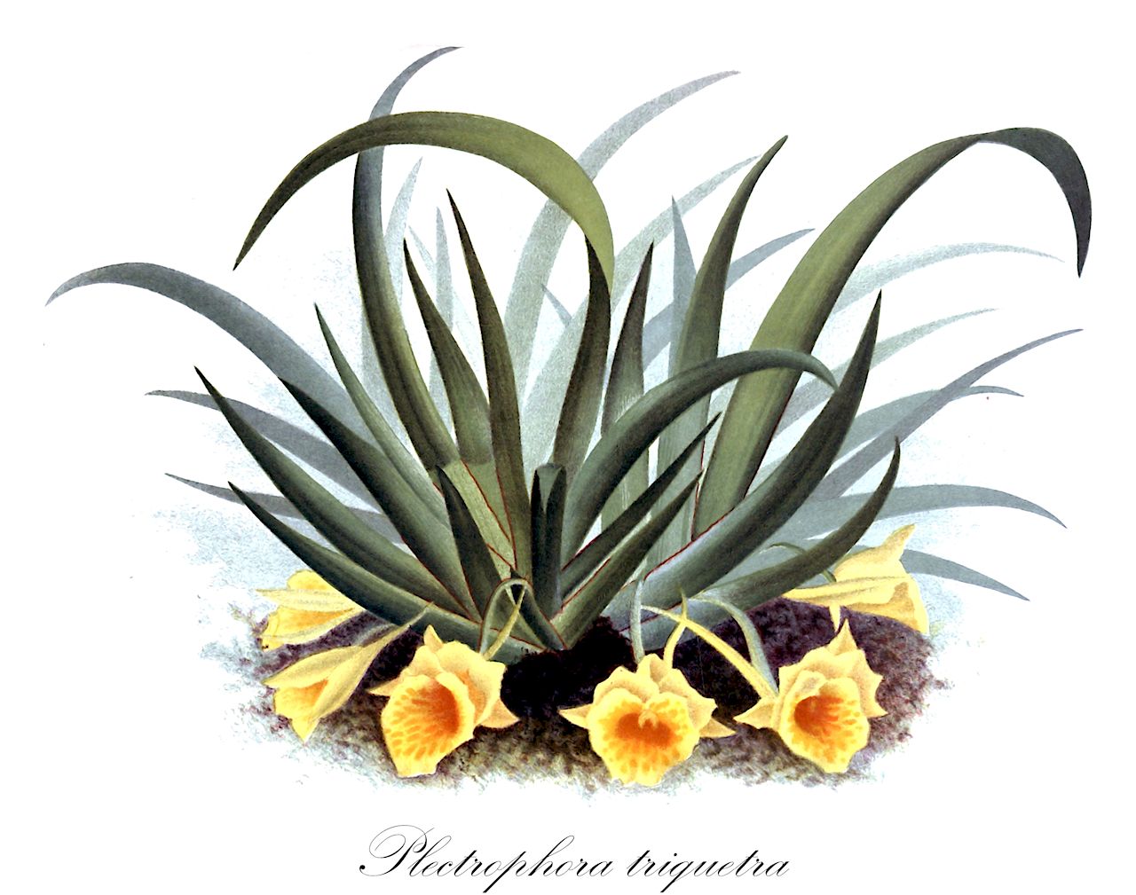 Plectrophora triquetra - Orchidaceae,Plantae,Pteridobiotina,Angiosperms,Asparagales,Orchidaceae,Plectrophora,Plectrophora triquetra,Trichocentrum triquetrum