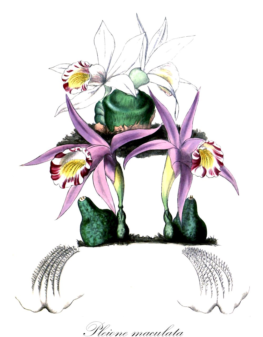 Pleione maculata - Orchidaceae,Plantae,Pteridobiotina,Angiosperms,Asparagales,Orchidaceae,Pleione,Pleione maculata,Coelogyne arthuriana, Coelogyne diphylla, Coelogyne maculata, Coelogyne maculata var. virginea, Gomphostylis candida, Pleione diphylla, Pleione maculata var. arthuriana, Pleione maculata var. virginea, Pleione maculata var. virginea