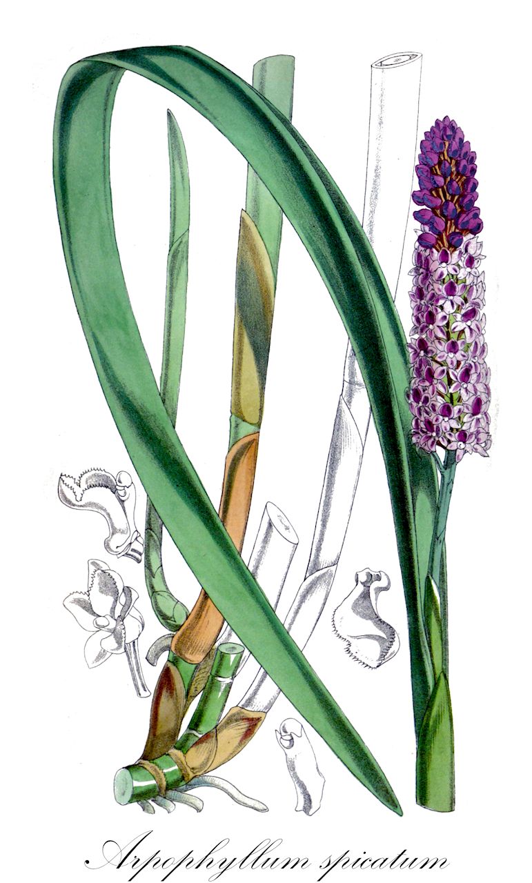 Arpophyllum spicatum - Orchidaceae,Plantae,Pteridobiotina,Angiosperms,Asparagales,Orchidaceae,Arpophyllum,Arpophyllum spicatum