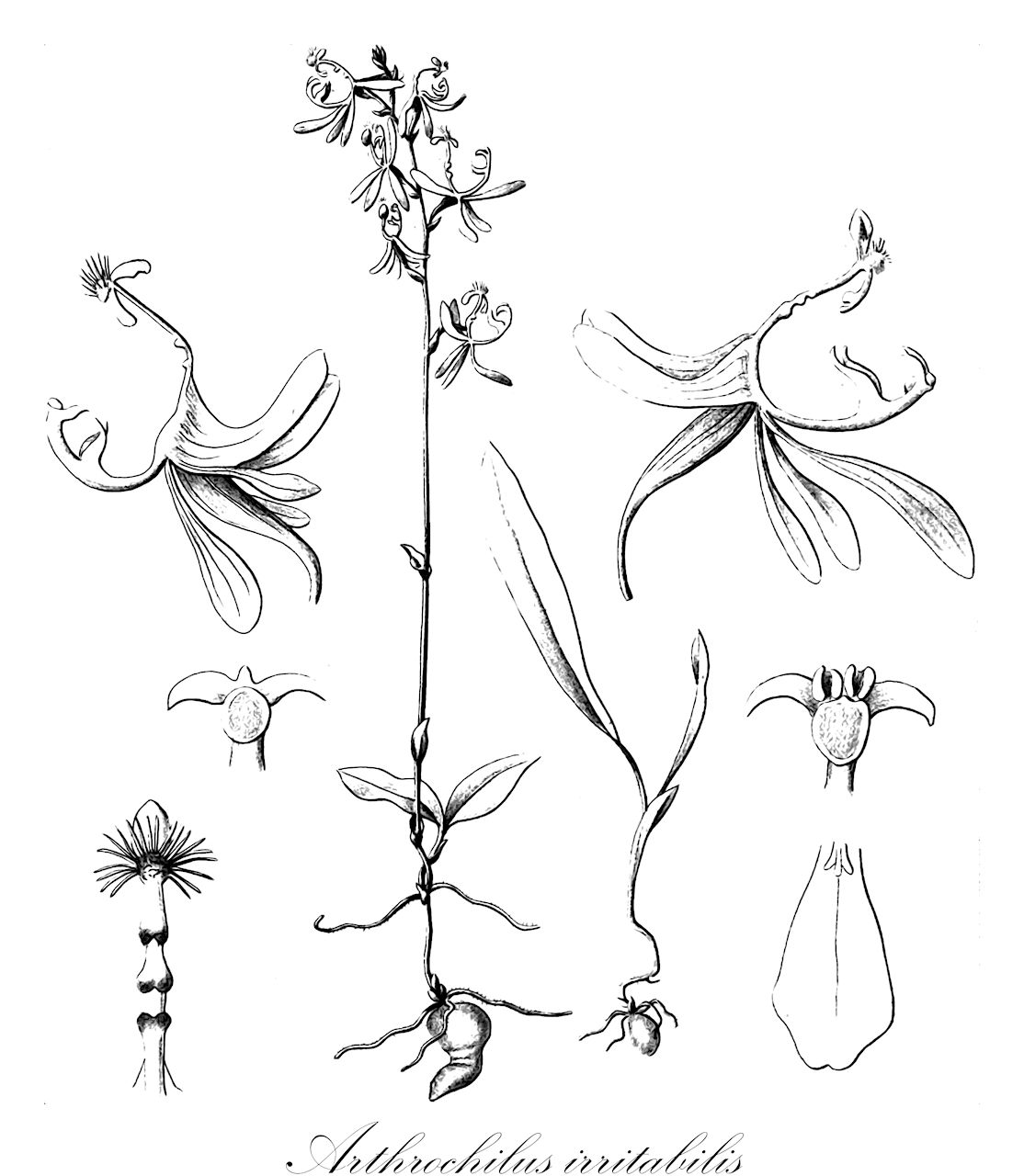 Arthrochilus irritabilis - Orchidaceae,Plantae,Pteridobiotina,Angiosperms,Asparagales,Orchidaceae,Arthrochilus,Arthrochilus irritabilis,Drakaea irritabilis, Spiculaea irritabilis