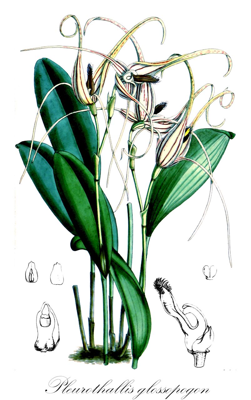 Pleurothallis glossopogon - Orchidaceae,Plantae,Pteridobiotina,Angiosperms,Asparagales,Orchidaceae,Pleurothallis,Pleurothallis glossopogon,Humboltia glossopogon, Humboltia insignis, Lindleyalis glossopogon, Pleurothallis birchenallii, Pleurothallis hoppii, Pleurothallis insignis