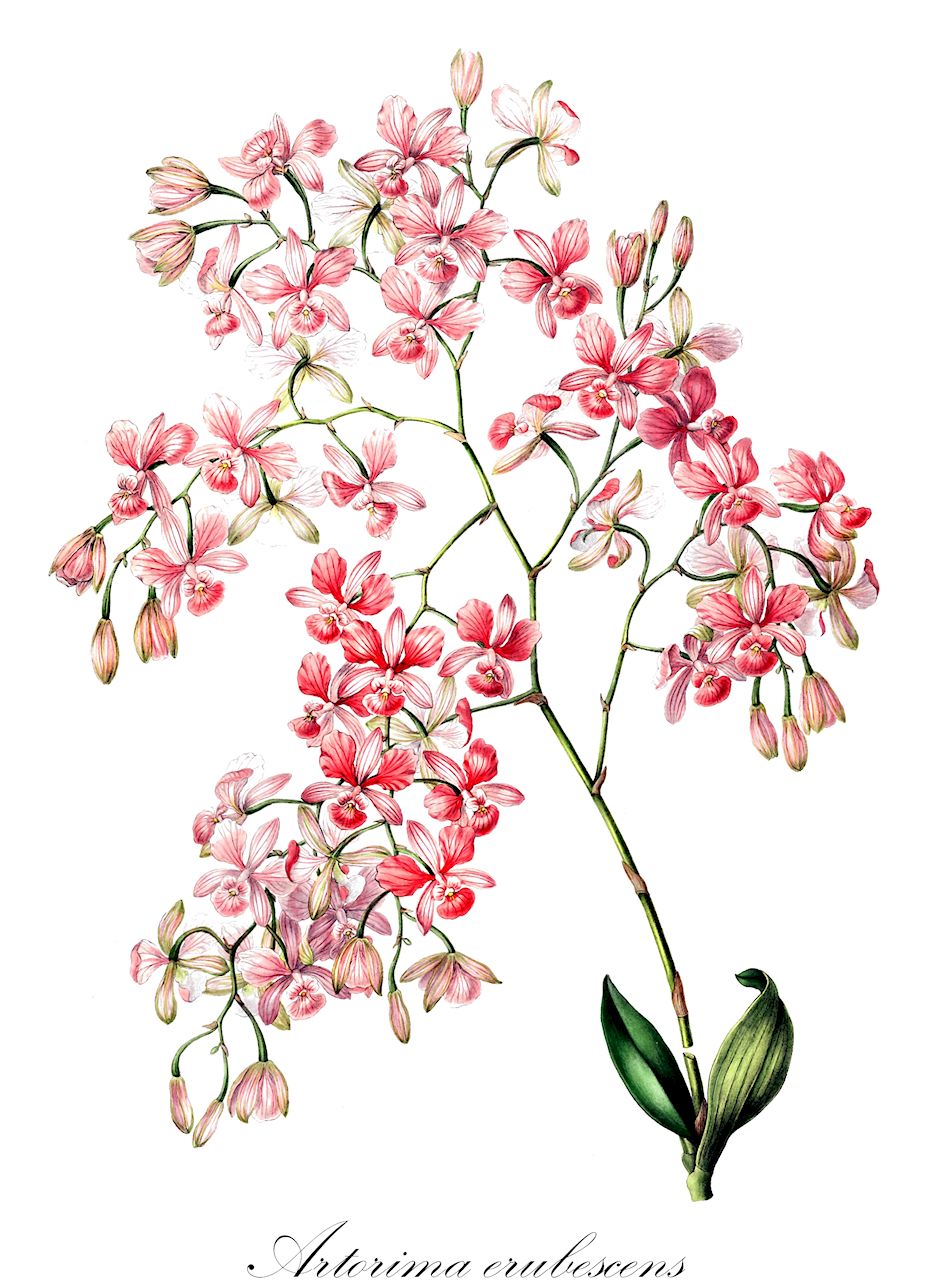 Artorima erubescens - Orchidaceae,Plantae,Pteridobiotina,Angiosperms,Asparagales,Orchidaceae,Artorima,Artorima erubescens,Encyclia erubescens, Epidendrum erubescens