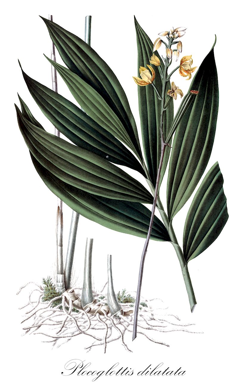 Plocoglottis dilatata - Orchidaceae,Plantae,Pteridobiotina,Angiosperms,Asparagales,Orchidaceae,Plocoglottis,Plocoglottis dilatata