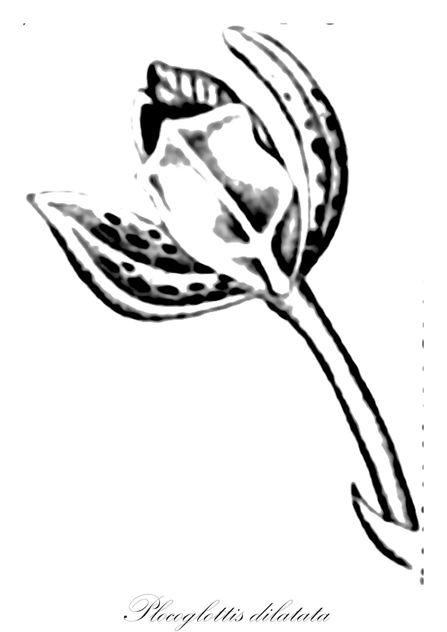 Plocoglottis dilatata - Orchidaceae,Plantae,Pteridobiotina,Angiosperms,Asparagales,Orchidaceae,Plocoglottis,Plocoglottis dilatata