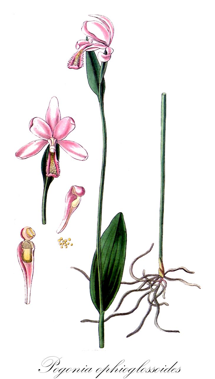 Pogonia ophioglossoides - Orchidaceae,Plantae,Pteridobiotina,Angiosperms,Asparagales,Orchidaceae,Pogonia,Pogonia ophioglossoides,Arethusa ophioglossoides, Arethusa parviflora, Pogonia ophioglossoides f. albiflora, Pogonia ophioglossoides f. ophioglossoides, Pogonia ophioglossoides var. brachypogon, Pogonia ophioglossoides var. minor, Pogonia ophioglossoides var. ophioglossoides, Pogonia pendula,adder's-mouth;pogonie langue-de-serpent;rose pogonia