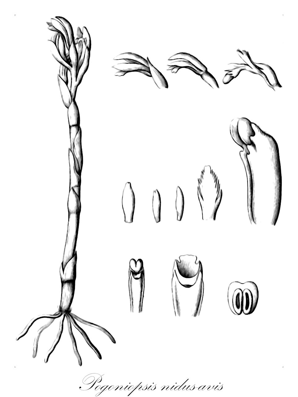 Pogoniopsis nidus-avis - Orchidaceae,Plantae,Pteridobiotina,Angiosperms,Asparagales,Orchidaceae,Pogoniopsis,Pogoniopsis nidus-avis