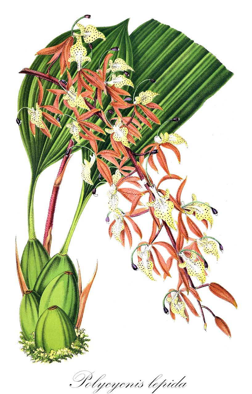 Polycycnis lepida - Orchidaceae,Plantae,Pteridobiotina,Angiosperms,Asparagales,Orchidaceae,Polycycnis,Polycycnis lepida,Polycycnis gratiosa, Polycycnis lepida var. gratiosa, Polycycnis morganii