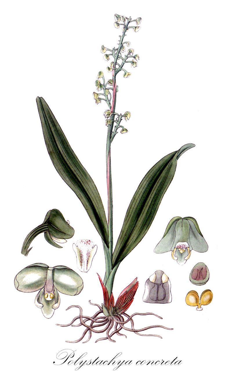 Polystachya concreta - Orchidaceae,Plantae,Pteridobiotina,Angiosperms,Asparagales,Orchidaceae,Polystachya,Polystachya concreta,Callista flavescens, Cranichis luteola, Dendrobium flavescens, Dendrobium parvum, Dendrobium polystachyon, Dendrobium polystachys, Dendrobium polystachyum, Dendrobium polystachyum, Dendrorchis estrellensis, Dendrorchis extinctoria, Dendrorchis jussieuana, Dendrorchis minuta, Dendrorchis polystachyon, Dendrorchis purpurea, Dendrorchis rufinula, Dendrorchis shirensis, Dendrorchis similus, Dendrorchis tessellata, Dendrorchis wightii, Dendrorchis zollingeri, Dendrorkis extinctoria, Dendrorkis jussieuana, Dendrorkis minuta, Dendrorkis polydendris, Dendrorkis polystachyon, Dendrorkis purpurea, Dendrorkis rufinula, Dendrorkis tessellata, Dendrorkis zollingeri, Epidendrum concretum, Epidendrum minutum, Maxillaria luteola, Maxillaria purpurea, Onychium flavescens, Polystachya buchananii, Polystachya caquetana, Polystachya colombiana, Polystachya cubensis, Polystachya dagremondiana, Polystachya extinctoria, Polystachya flavescens, Polystachya gracilis, Polystachya hypocrita, Polystachya jussieuana, Polystachya kraenzliana, Polystachya kraenzliniana, Polystachya latifolia, Polystachya lehmbachiana, Polystachya lepidantha, Polystachya lettowiana, Polystachya luteola, Polystachya luteola var. exsanguis, Polystachya luteola var. paniculata, Polystachya luteola var. racemifera, Polystachya luteola var. tincta, Polystachya mauritiana, Polystachya mauritiana var. anceps, Polystachya minuta, Polystachya minuta, Polystachya penangensis, Polystachya pleistantha, Polystachya praealta, Polystachya purpurea, Polystachya purpurea var. lutescens, Polystachya reichenbachiana, Polystachya rufinula, Polystachya siamensis, Polystachya singapurensis, Polystachya tessellata, Polystachya tessellata var. tricruris, Polystachya tricruris, Polystachya tricuspidata, Polystachya zanguebarica, Polystachya zeylanica, Polystachya zollingeri,yellow spike orchid
