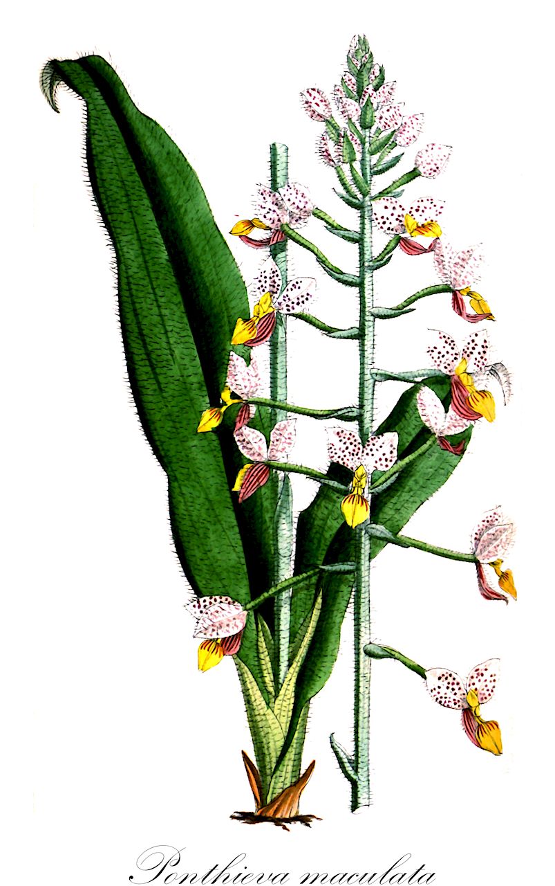 Ponthieva maculata - Orchidaceae,Plantae,Pteridobiotina,Angiosperms,Asparagales,Orchidaceae,Ponthieva,Ponthieva maculata,Ponthieva wallisii