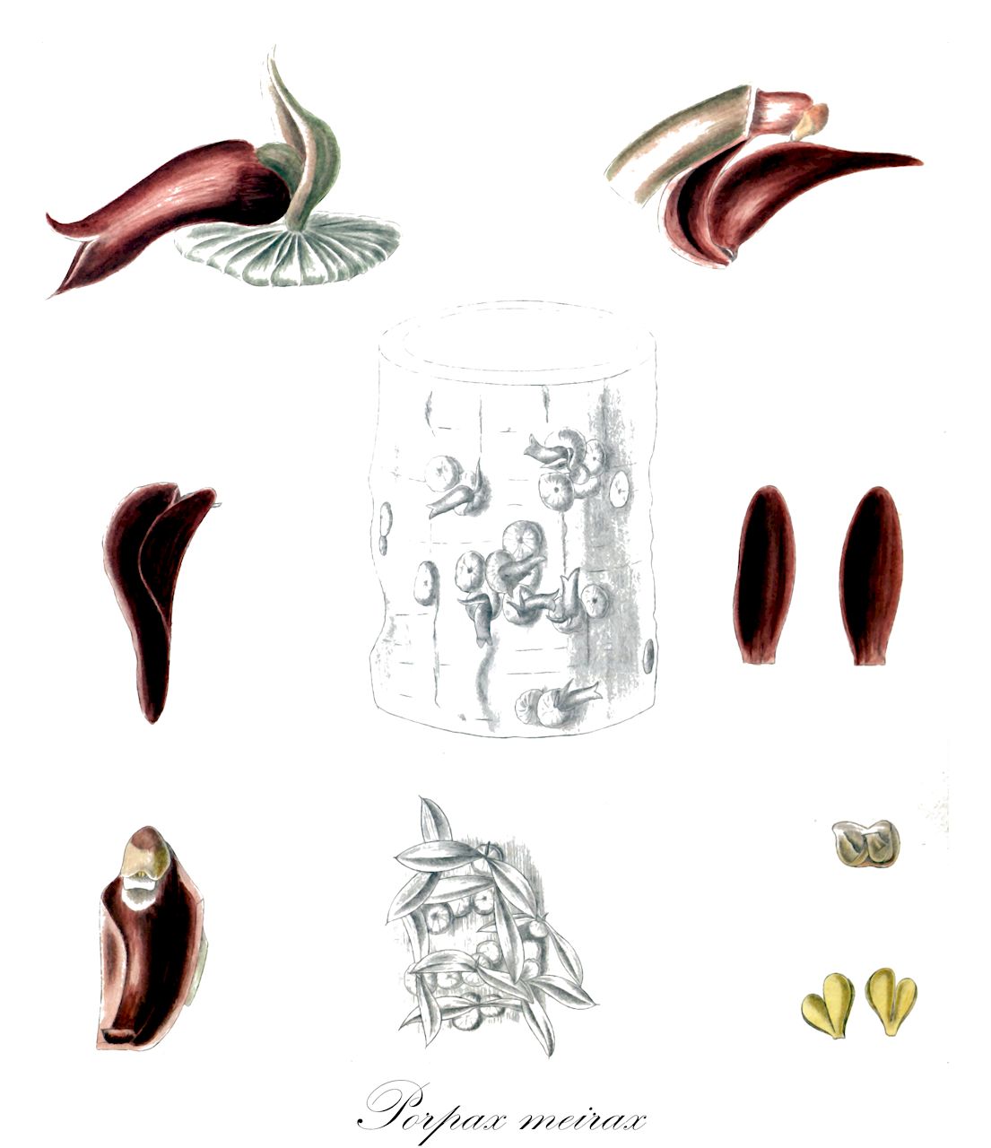 Porpax meirax - Orchidaceae,Cryptochilus meirax, Eria meirax,Plantae,Pteridobiotina,Angiosperms,Asparagales,Orchidaceae,Porpax,Porpax meirax