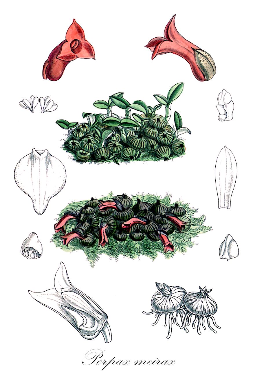 Porpax meirax - Orchidaceae,Plantae,Pteridobiotina,Angiosperms,Asparagales,Orchidaceae,Porpax,Porpax meirax,Cryptochilus meirax, Eria meirax