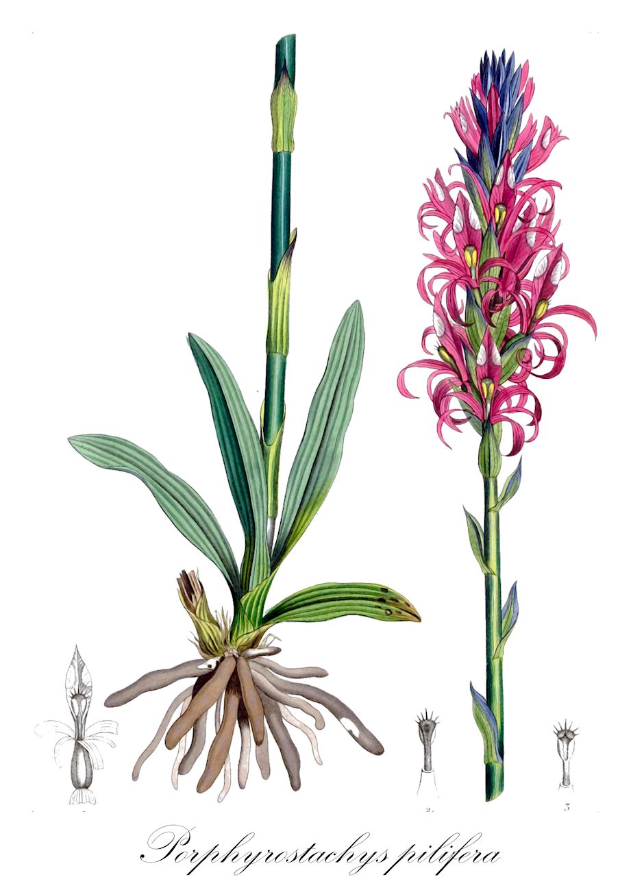 Porphyrostachys pilifera - Orchidaceae,Plantae,Pteridobiotina,Angiosperms,Asparagales,Orchidaceae,Porphyrostachys,Porphyrostachys pilifera,Altensteinia pilifera, Stenoptera cardinalis, Stenoptera pilifera