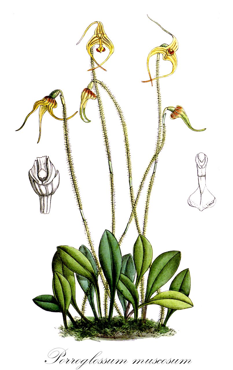 Porroglossum muscosum - Orchidaceae,Plantae,Pteridobiotina,Angiosperms,Asparagales,Orchidaceae,Porroglossum,Porroglossum muscosum,Masdevallia muscosa, Masdevallia xipheres, Porroglossum xipheres, Scaphosepalum xipheres