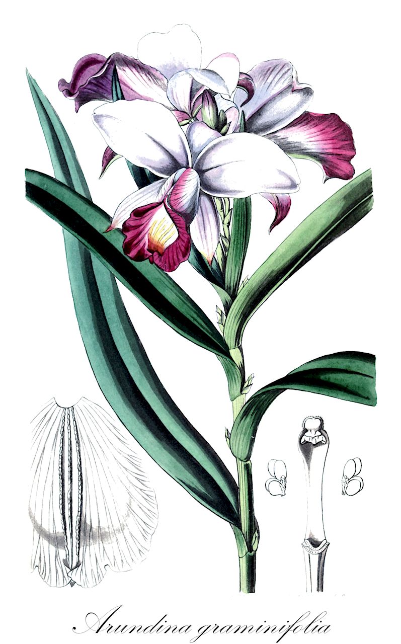 Arundina graminifolia - Orchidaceae,Plantae,Pteridobiotina,Angiosperms,Asparagales,Orchidaceae,Arundina,Arundina graminifolia,Arundina bambusifolia, Bletia graminifolia, Cymbidium bambusifolium