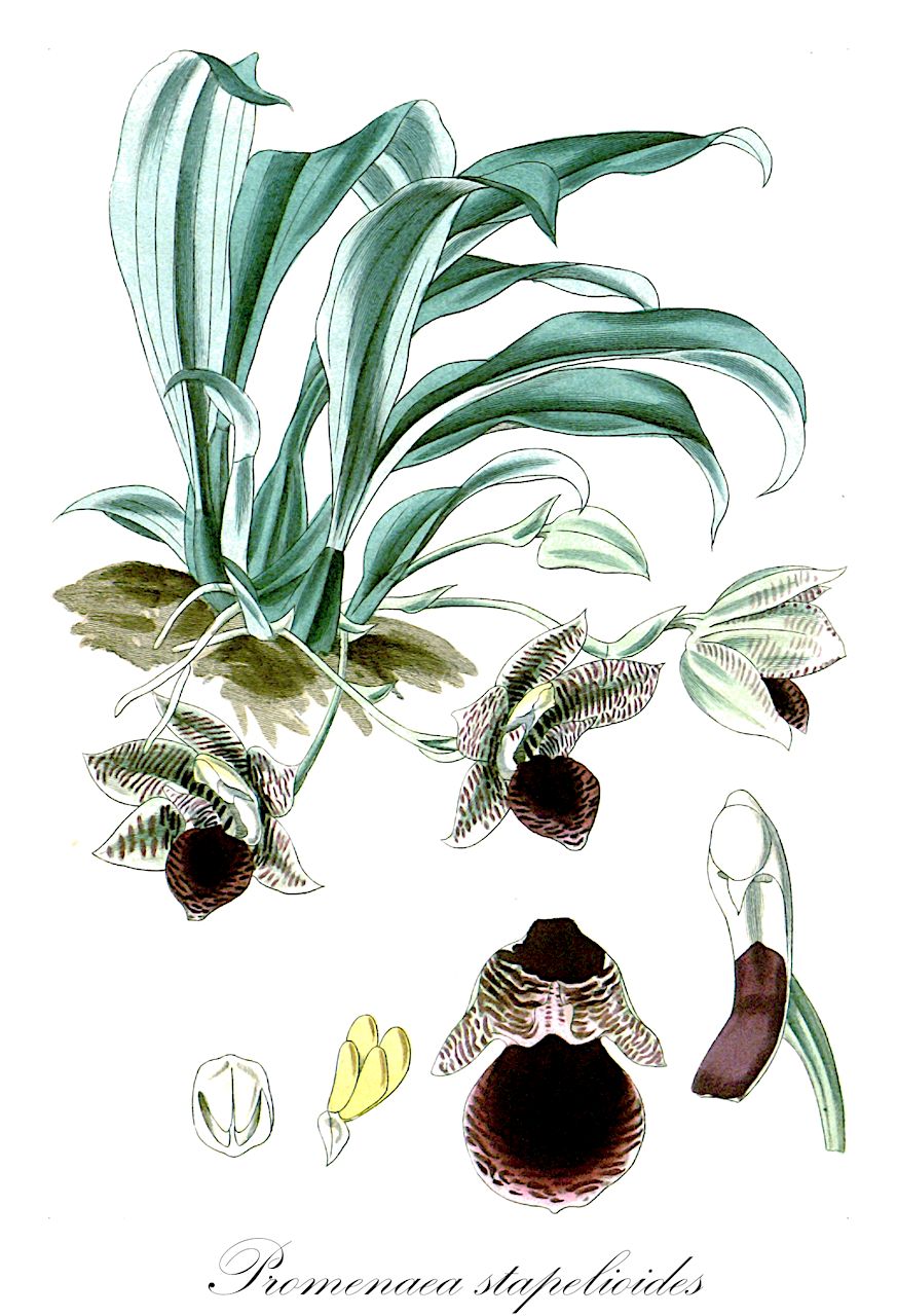 Promenaea stapelioides - Orchidaceae,Plantae,Pteridobiotina,Angiosperms,Asparagales,Orchidaceae,Promenaea,Promenaea stapelioides,Cymbidium stapelioides, Maxillaria stapelioides, Peristeria stapelioides, Zygopetalum stapelioides
