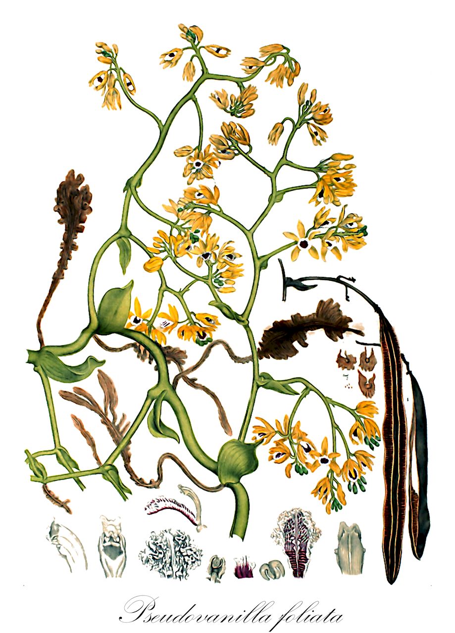 Pseudovanilla foliata - Orchidaceae,Plantae,Pteridobiotina,Angiosperms,Asparagales,Orchidaceae,Pseudovanilla,Pseudovanilla foliata,Erythrorchis foliarta, Galeola altissima, Galeola foliata, Galeola ledgeri, Galeola vanilloides, Ledgeria foliata, Pseudovanilla vanilloides