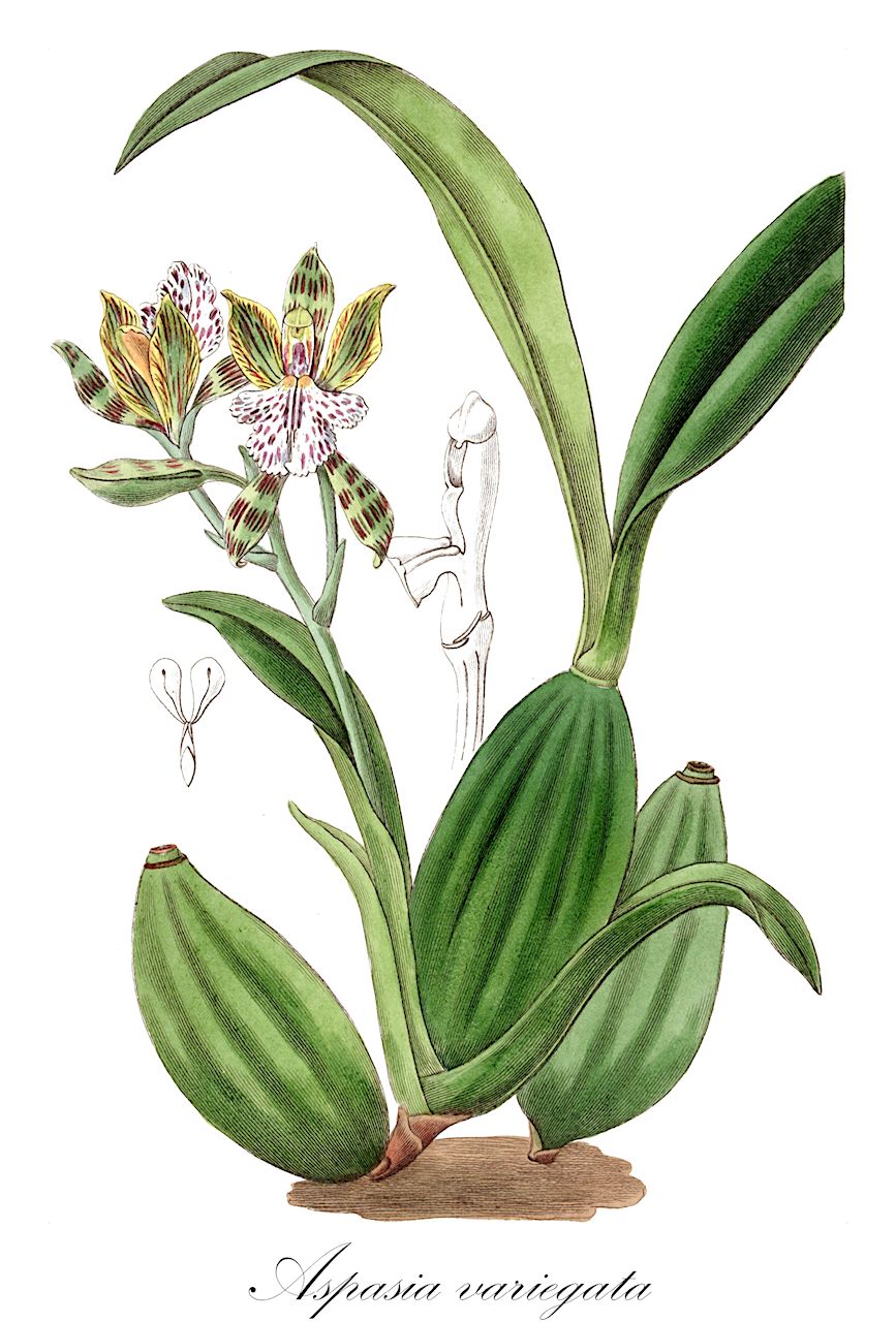 Aspasia variegata - Orchidaceae,Plantae,Pteridobiotina,Angiosperms,Asparagales,Orchidaceae,Aspasia,Aspasia variegata,Aspasia interrupta, Aspasia liturata, Odontoglossum variegatum