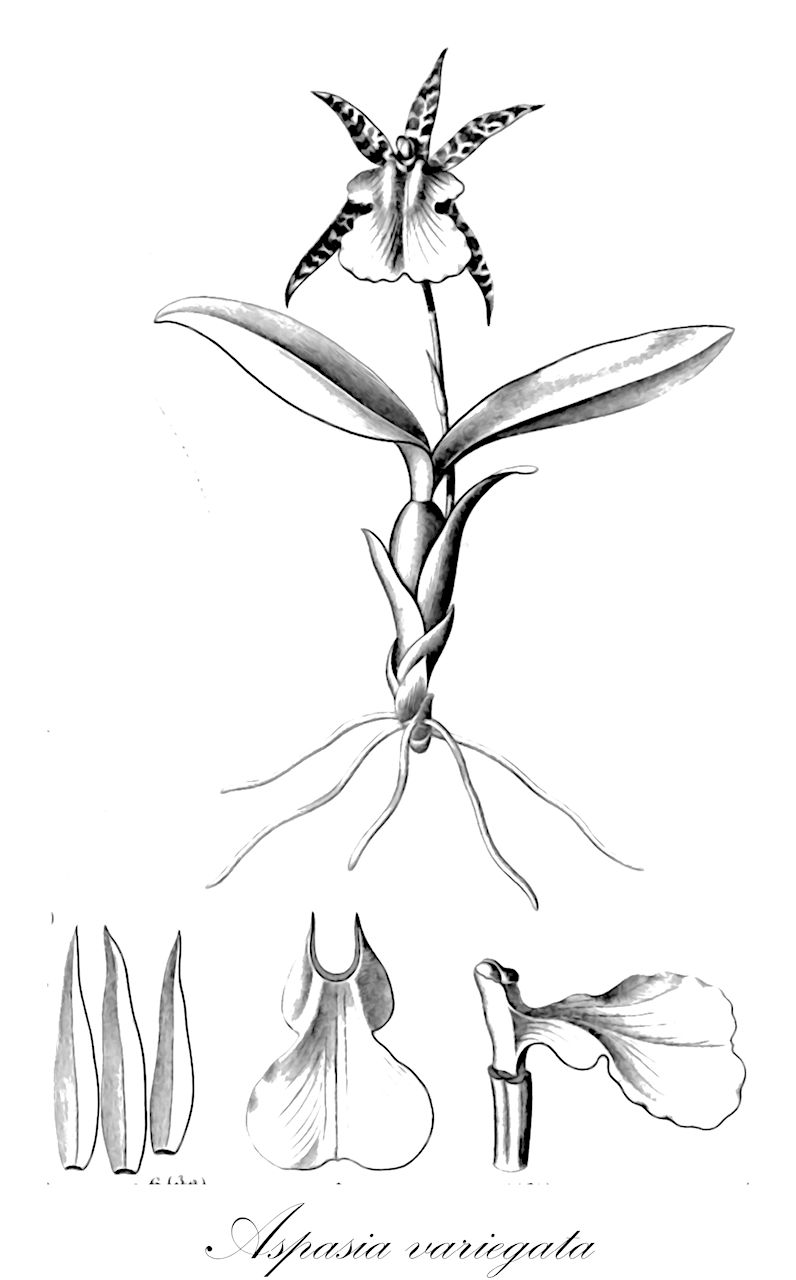Aspasia variegata - Orchidaceae,Plantae,Pteridobiotina,Angiosperms,Asparagales,Orchidaceae,Aspasia,Aspasia variegata,Aspasia interrupta, Aspasia liturata, Odontoglossum variegatum