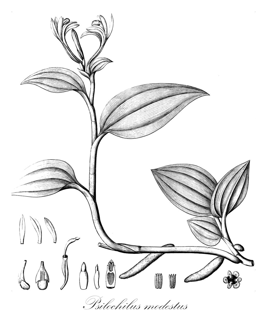 Psilochilus modestus - Orchidaceae,Plantae,Pteridobiotina,Angiosperms,Asparagales,Orchidaceae,Psilochilus,Psilochilus modestus,Pogonia modesta