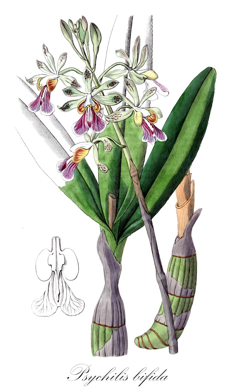 Psychilis bifida - Orchidaceae,Plantae,Pteridobiotina,Angiosperms,Asparagales,Orchidaceae,Psychilis,Psychilis bifida,Encyclia bifida, Encyclia bifida, Encyclia ekmanii, Encyclia papilionacea, Epidendrum bifidum, Epidendrum bifidum, Epidendrum brittonianum, Epidendrum ekmanii, Epidendrum papilionaceum, Epidendrum papilionaceum var. grandiflorum, Psychilis amena