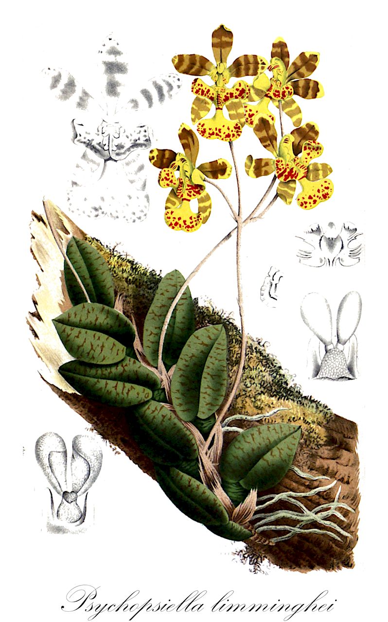 Psychopsiella limminghei - Orchidaceae,Plantae,Pteridobiotina,Angiosperms,Asparagales,Orchidaceae,Psychopsiella,Psychopsiella limminghei,Oncidium echinophorum, Oncidium limminghei, Psychopsis limminghei