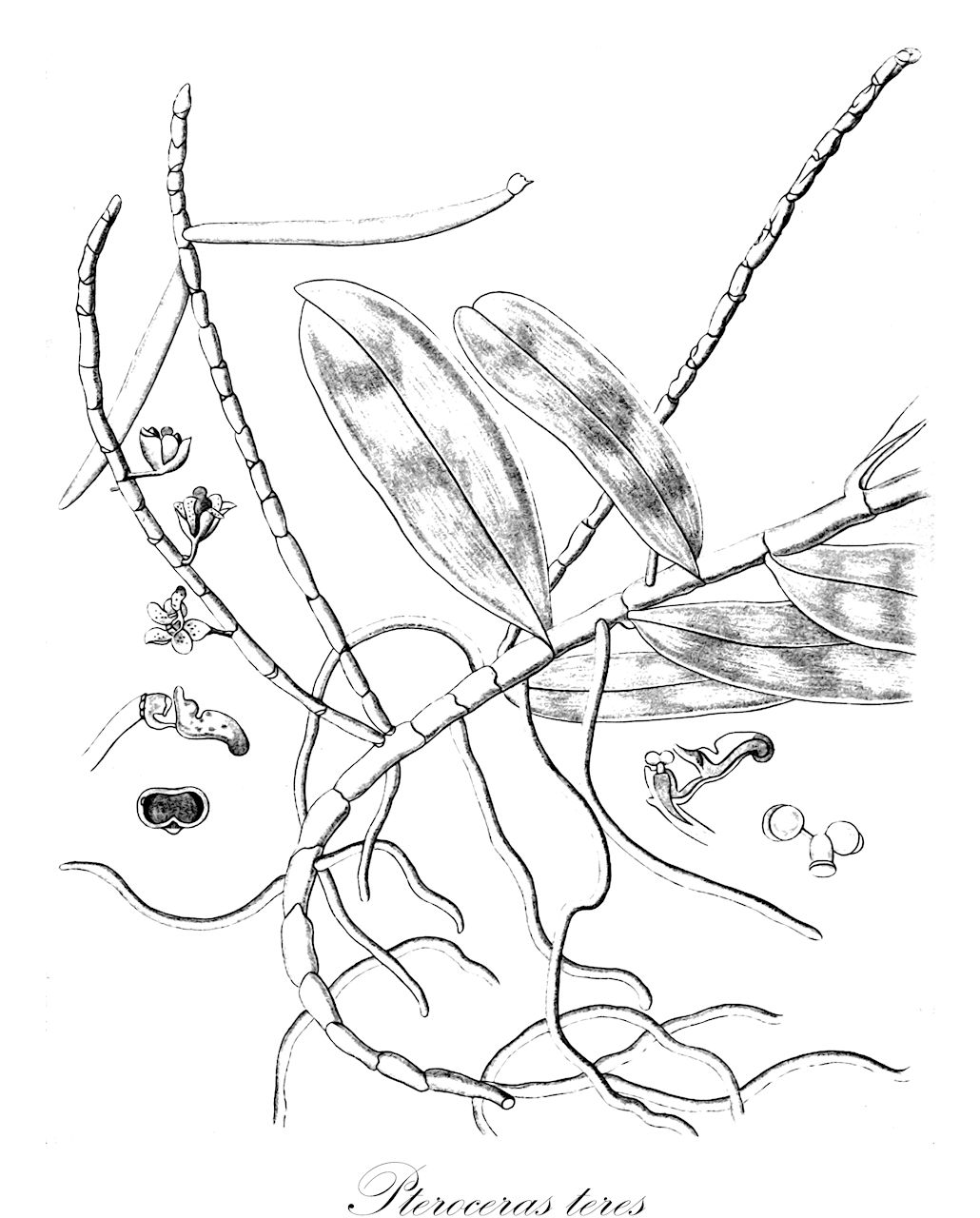 Pteroceras teres - Orchidaceae,Plantae,Pteridobiotina,Angiosperms,Asparagales,Orchidaceae,Pteroceras,Pteroceras teres,Aerides suaveolens, Aerides teres, Dendrocolla teres, Ornitharium striatulum, Pteroceras radicans, Pteroceras suaveolens, Pteroceras teres, Sarcochilus palawanensis, Sarcochilus suaveolens, Sarcochilus teres, Sarcochilus teres var. exinflatus, Thrixspermum teres