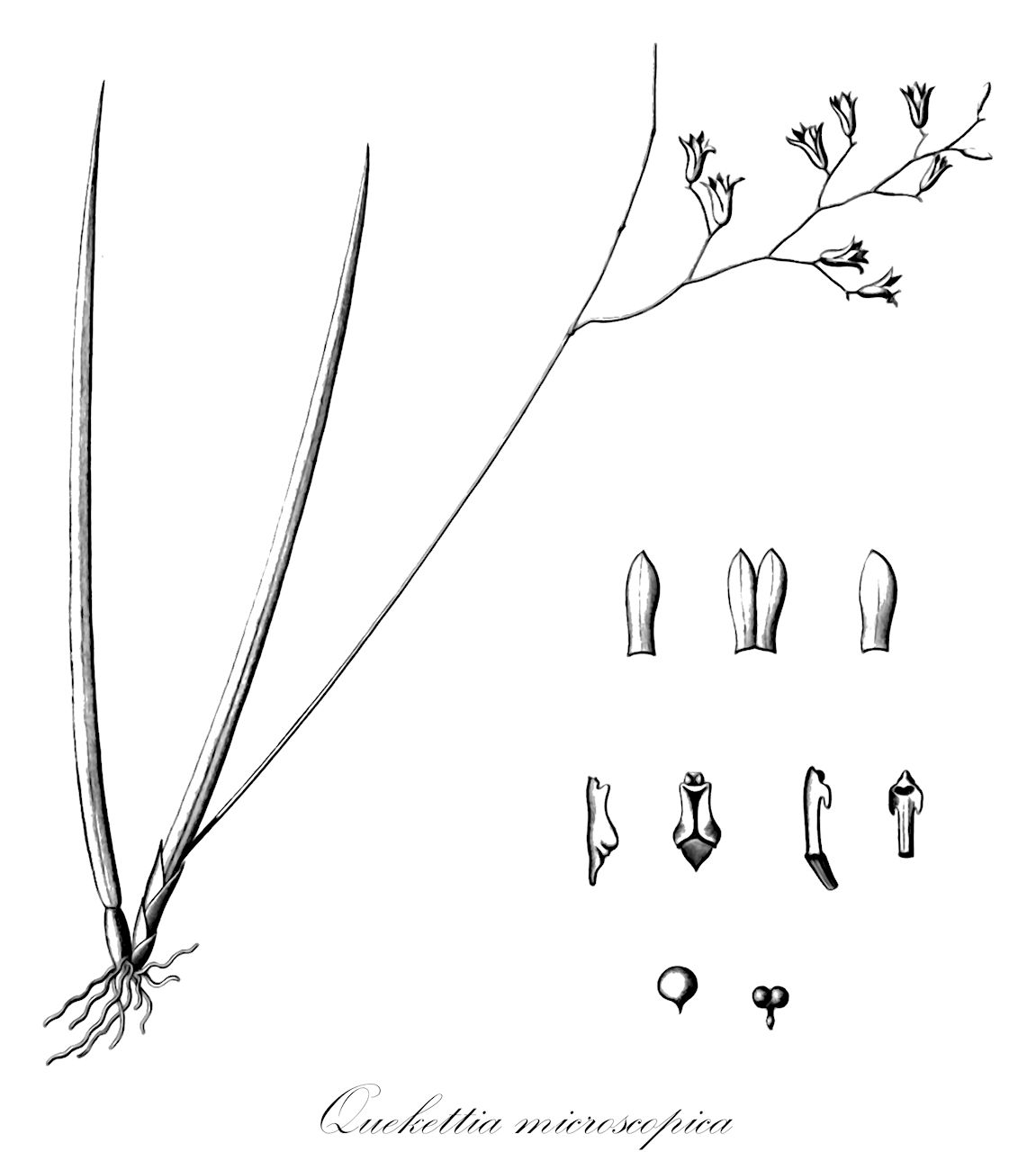 Quekettia microscopica - Orchidaceae,Plantae,Pteridobiotina,Angiosperms,Asparagales,Orchidaceae,Quekettia,Quekettia microscopica,Quekettia chrysantha